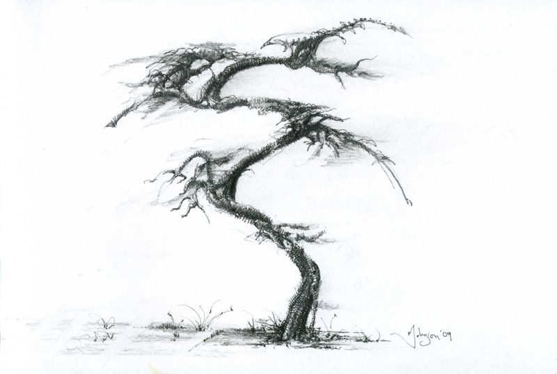 elm tree drawing