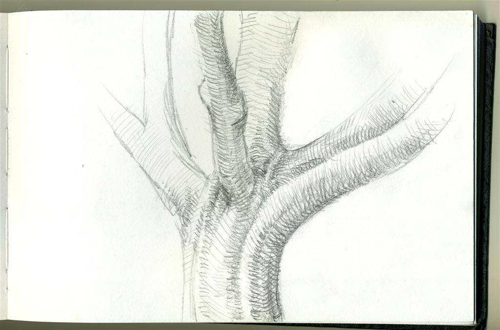 A pencil drawing of a tree trunk with leaves.