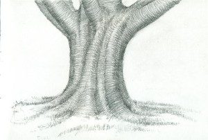 A pencil drawing of a tree with no leaves.