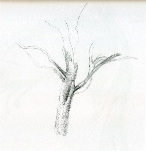 A pencil drawing of a plant with long stems.