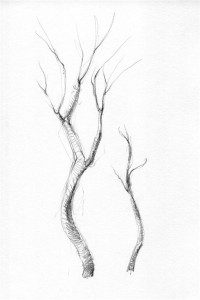 A pencil drawing of two trees with branches.