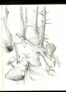 A pencil drawing of trees and rocks