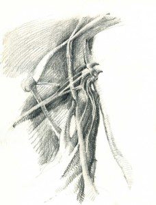 A pencil drawing of a bird 's feathers.