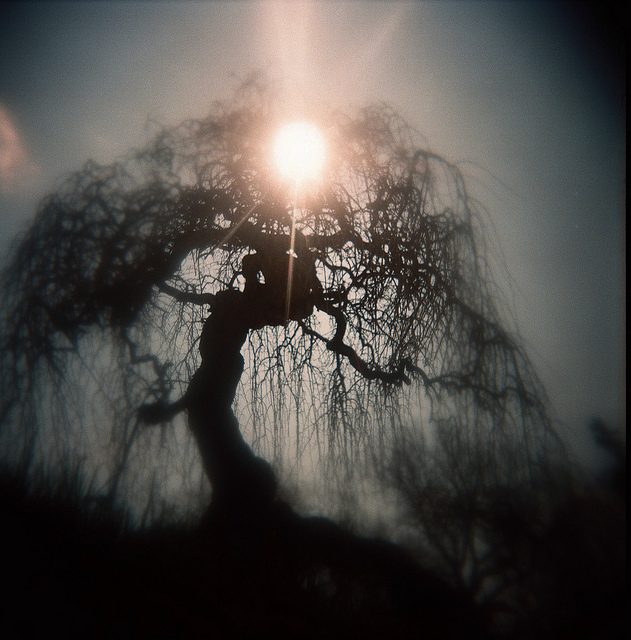 A tree with the sun shining through it