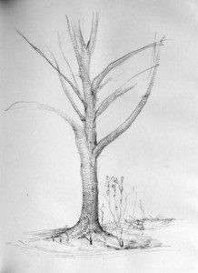 A pencil drawing of a tree with no leaves.