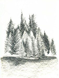 A pencil drawing of trees in the woods