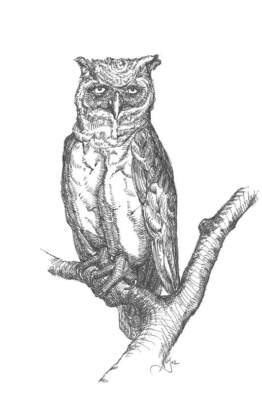 Owl