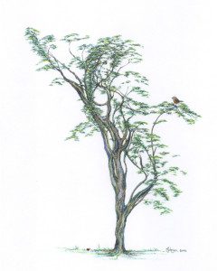 A drawing of a tree with leaves and branches.