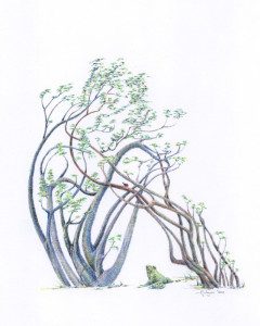 A drawing of trees and bushes with leaves.