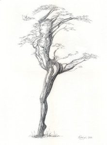 A pencil drawing of a tree with no leaves.