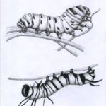 A drawing of two different types of insects.