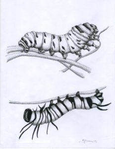Caterpillar Study I - 2014 - 8.5" x 11" micron pen and pencil