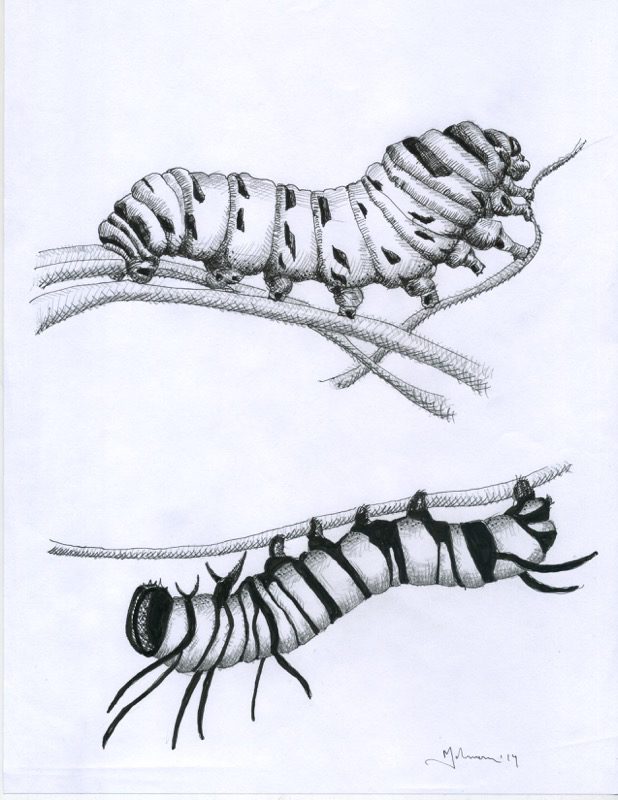 A drawing of two different types of insects.