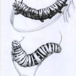 A drawing of two different stages of the caterpillar.