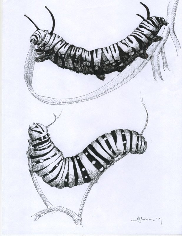 A drawing of two different stages of the caterpillar.