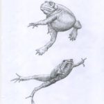 A drawing of two frogs in different positions.