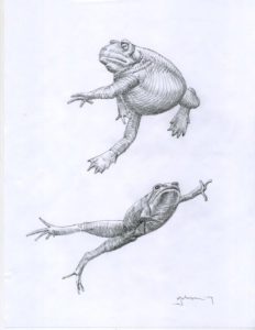 Frog Dancers - pencil and micron