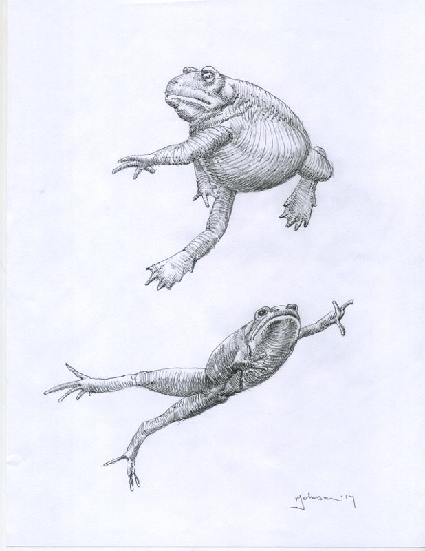 A drawing of two frogs in different positions.