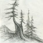 A pencil drawing of trees on the side of a hill.