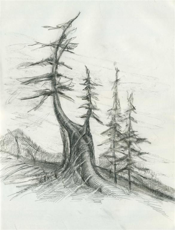 A pencil drawing of trees on the side of a hill.