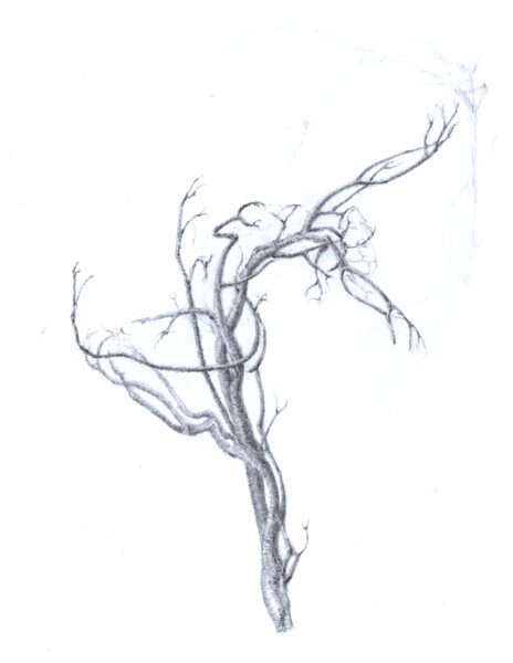 Tree Dancer