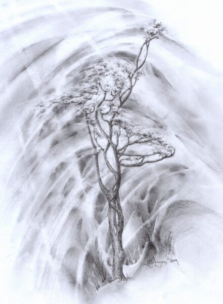 Tree Dancer ; pencil & graphite powder