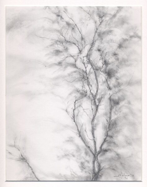Walnut Branches in a Figurative Pose ; pencil & graphite powder