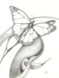 A pencil drawing of a butterfly on a plant