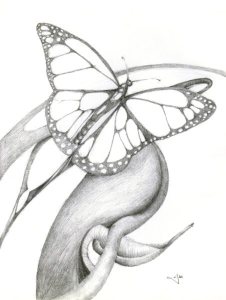 Butterfly & Ambiguous Elements ; pencil drawing